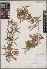Foto von Salix exigua Nutt.